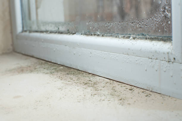 Best Preventive Mold Services in Newport, KY